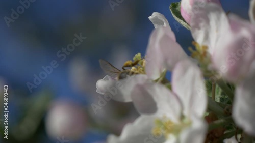 Bee pollinates a flower