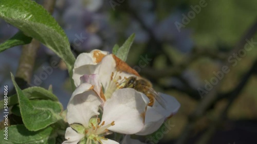 Bee pollinates a flower