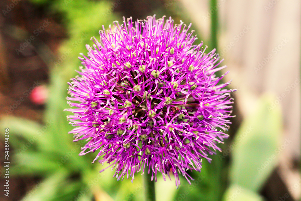 purple garlic flower, close-up, side view purple garlic flower, close-up, side view
