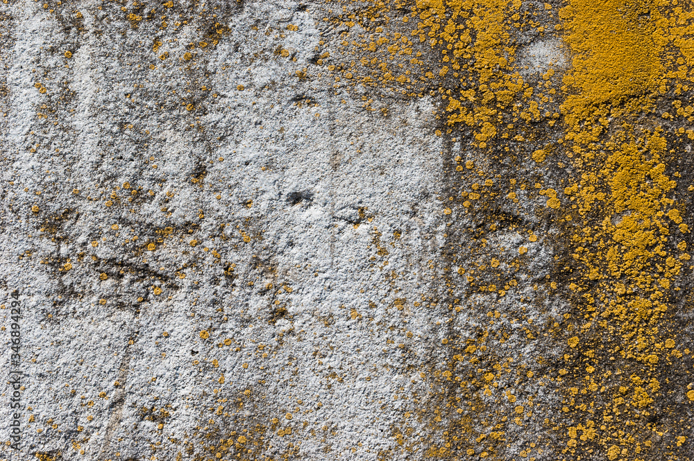 Weathered concrete gray wall with yellow moss Weathered concrete gray wall with yellow moss