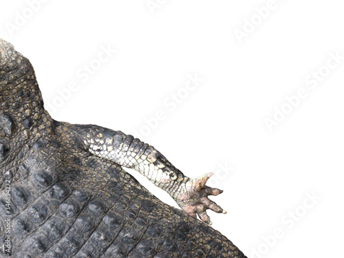 Top view of back, shoulder and arm and paw of a crocodile, with its foot palm facing up, on ehite background. photo