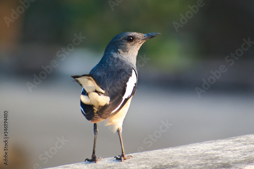 Oriental Magpie Robin female bird