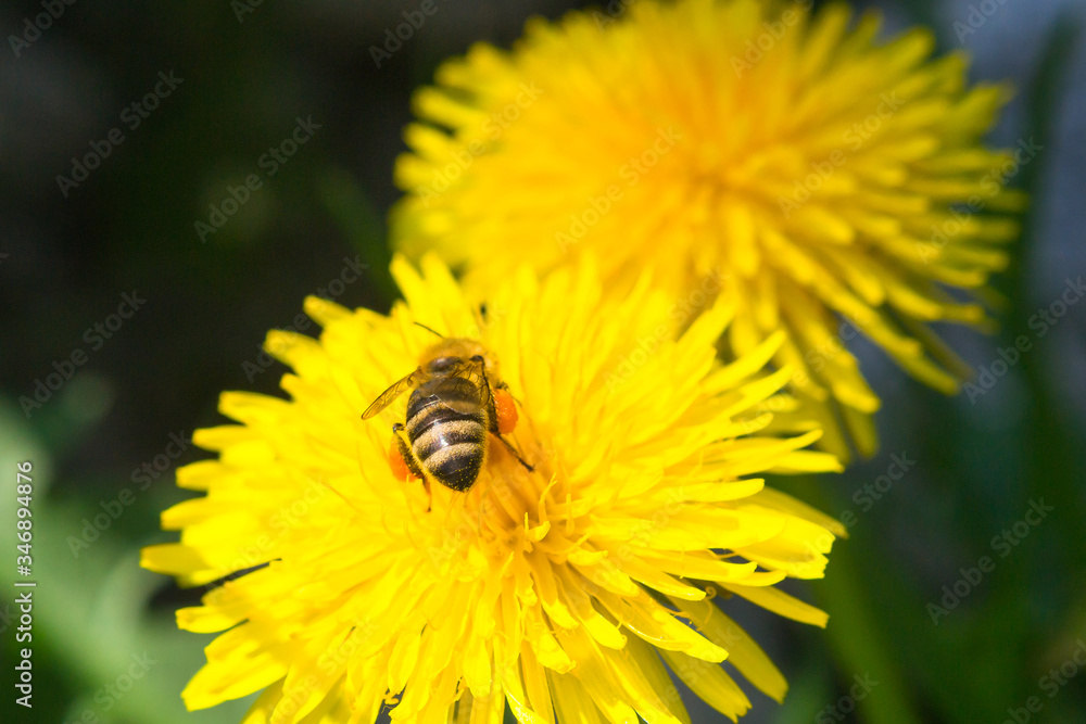 close-up photo of a dandelion in spring season and a bee with pollen close-up photo of a dandelion in spring season and a bee with pollen