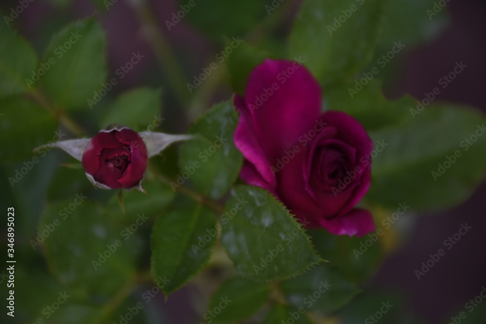 Rose Flowers in Sri Lanka 