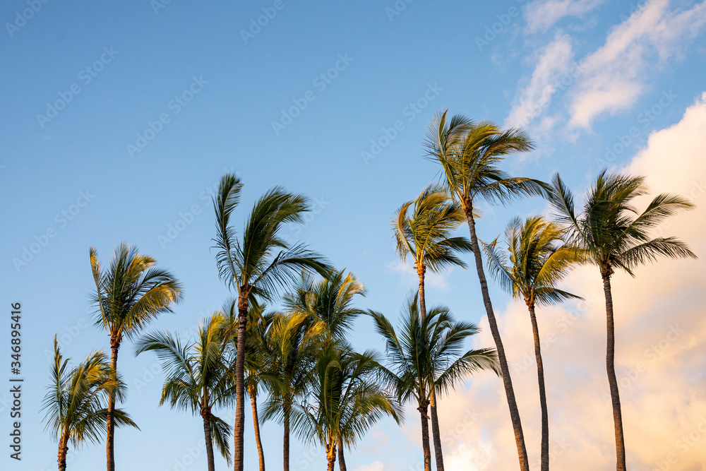 Palmen in toller Landschaft in Hawaii