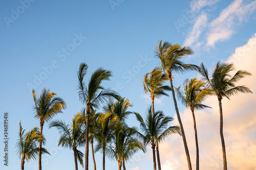 Palmen in toller Landschaft in Hawaii