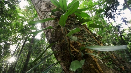 Wallpaper Mural Slow motion video of Loranthus on big trees in rainforest. parasite trees. smooth video and close up plant on rainforest tree. Torontodigital.ca