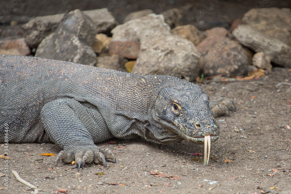 A Shot of the Only Predator Left in this World, the Dragon Komodo with It’s Poisonous Tongue A Shot of the Only Predator Left in this World, the Dragon Komodo with It’s Poisonous Tongue