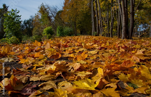 Russia. Moscow region  Istra. City Park near The new Jerusalem monastery. Maple autumn in the Park