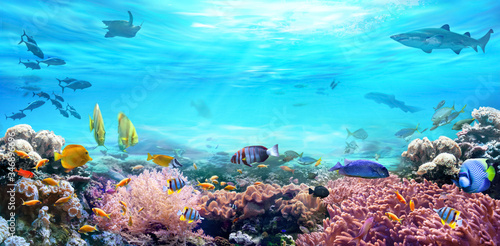 Fototapeta Naklejka Na Ścianę i Meble -  Animals of the underwater sea world. Life in a coral reef. Colorful tropical fish. Hunting shark. Ecosystem.