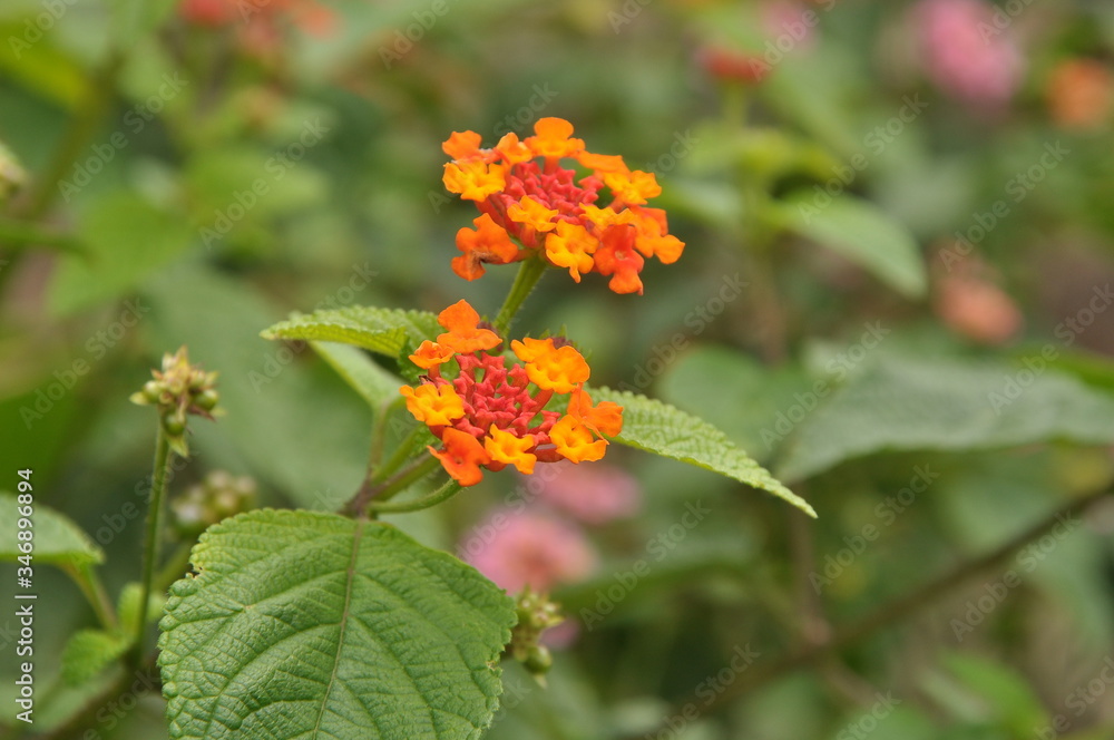flower flower