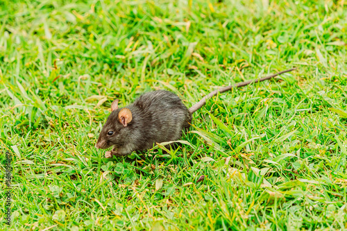 Ratte auf Wiese Maus © LinaLoos