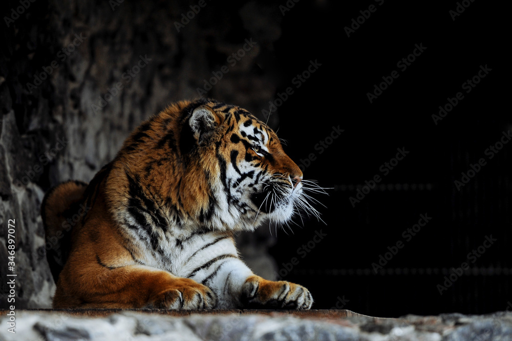 Obraz premium Tiger growls at the zoo. Close-up.