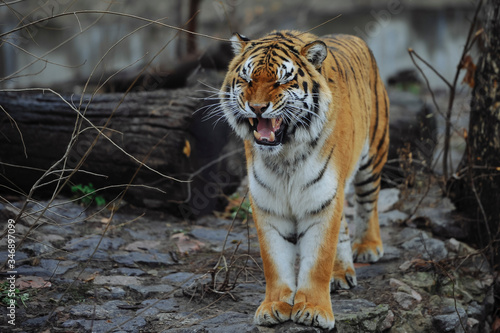 Tiger growls at the zoo. Close-up.