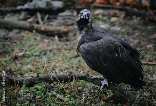 Vulture walks on the ground. Close-up.