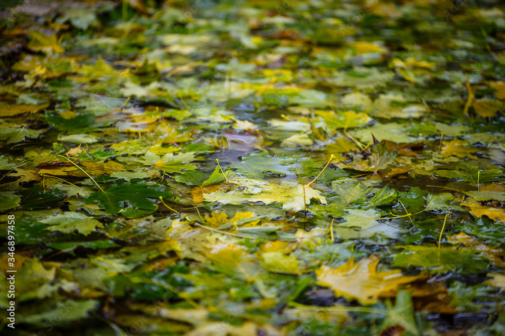 Fototapeta premium Autumn leaves in the water.