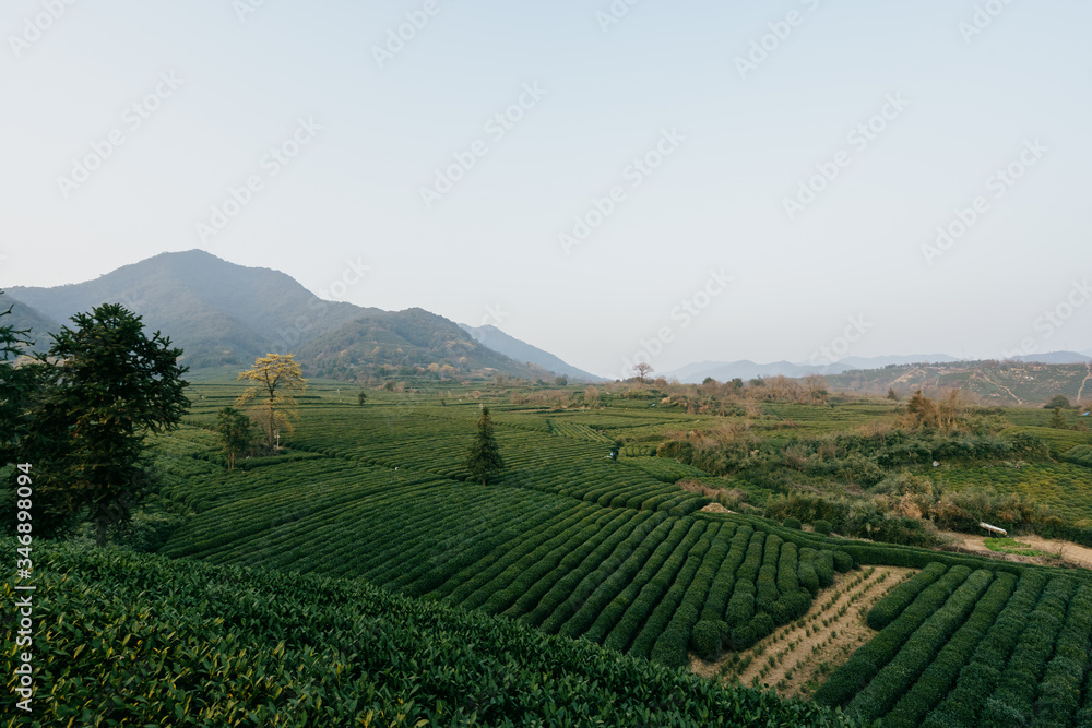 tea plantation tea plantation