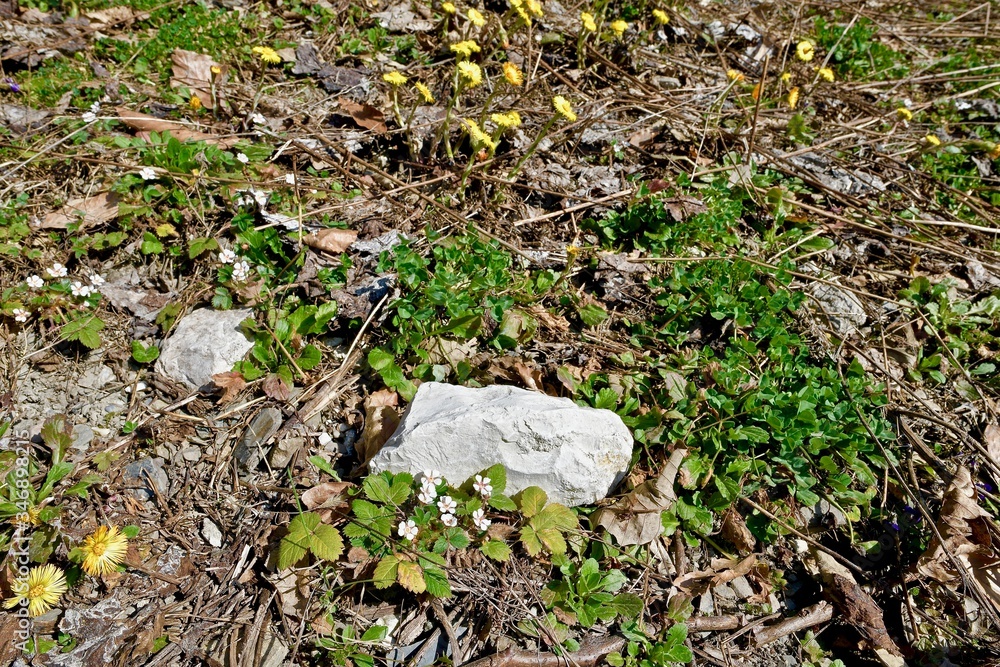 primroses in a forest glade among last year's foliage primroses in a forest glade among last year's foliage