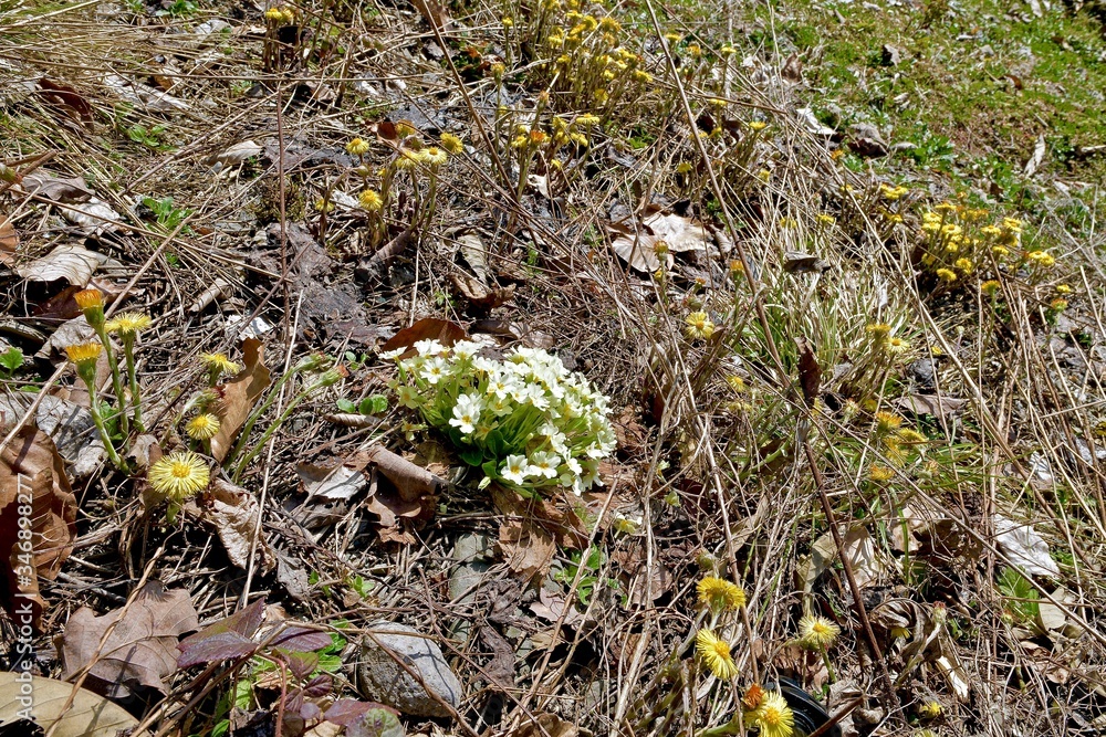 primroses in a forest glade among last year's foliage primroses in a forest glade among last year's foliage