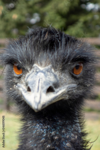 Ostrich head close up.