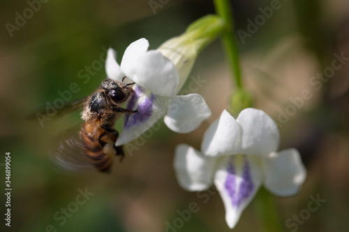 Macro Shot of Bee on A Flower