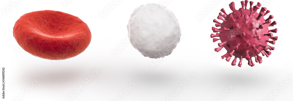 Fototapeta red blood cell, white blood cell and coronavirus isolated on white background, 3d illustration