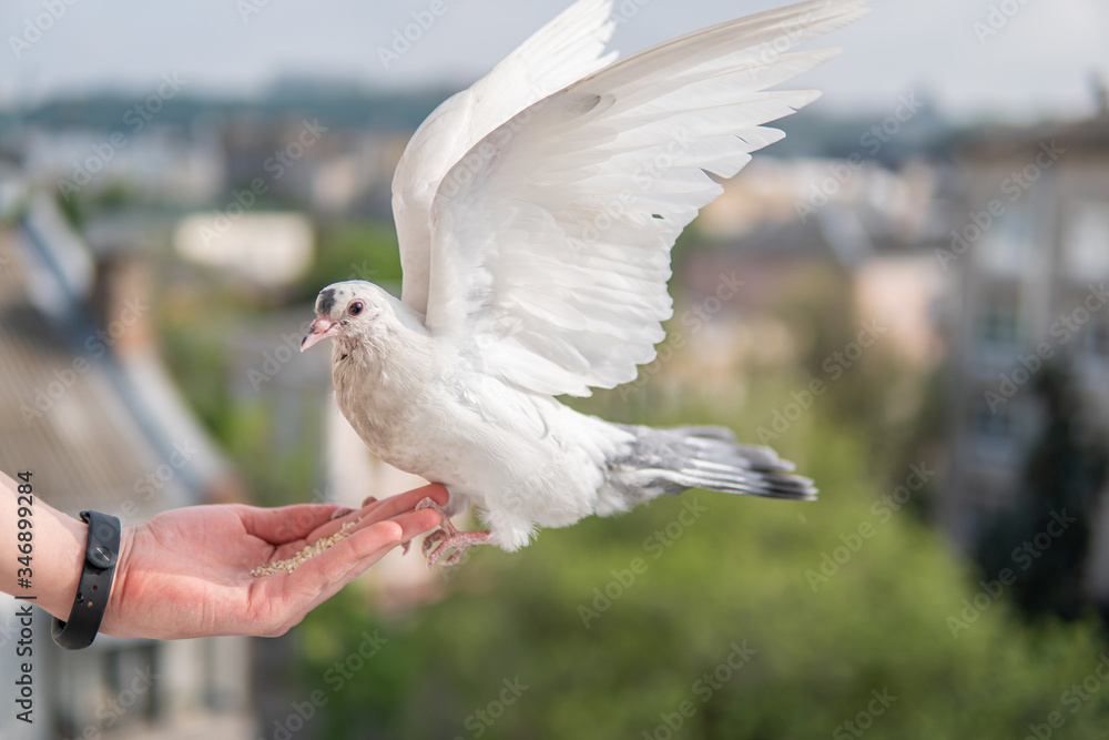 White hungry pigeon with black eyes is sitting on a hand and eating wheats White hungry pigeon with black eyes is sitting on a hand and eating wheats
