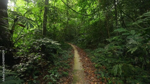 Wallpaper Mural smooth video of footpath in rainforest of southern Thailand in spring season. With sun light go through the trees. Torontodigital.ca