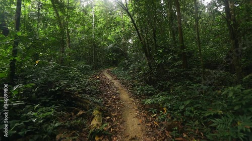 Wallpaper Mural smooth video of footpath in rainforest of southern Thailand in spring season. With sun light go through the trees. Torontodigital.ca