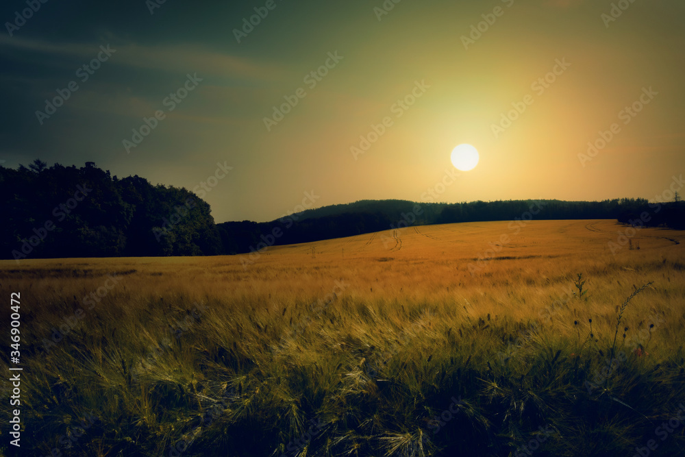 Sunset on field of grain.Landscape with fields of grain.Ripening grain in the field.