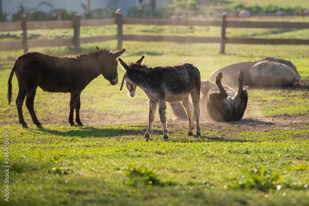 Fototapeta premium donkeys in the dust
