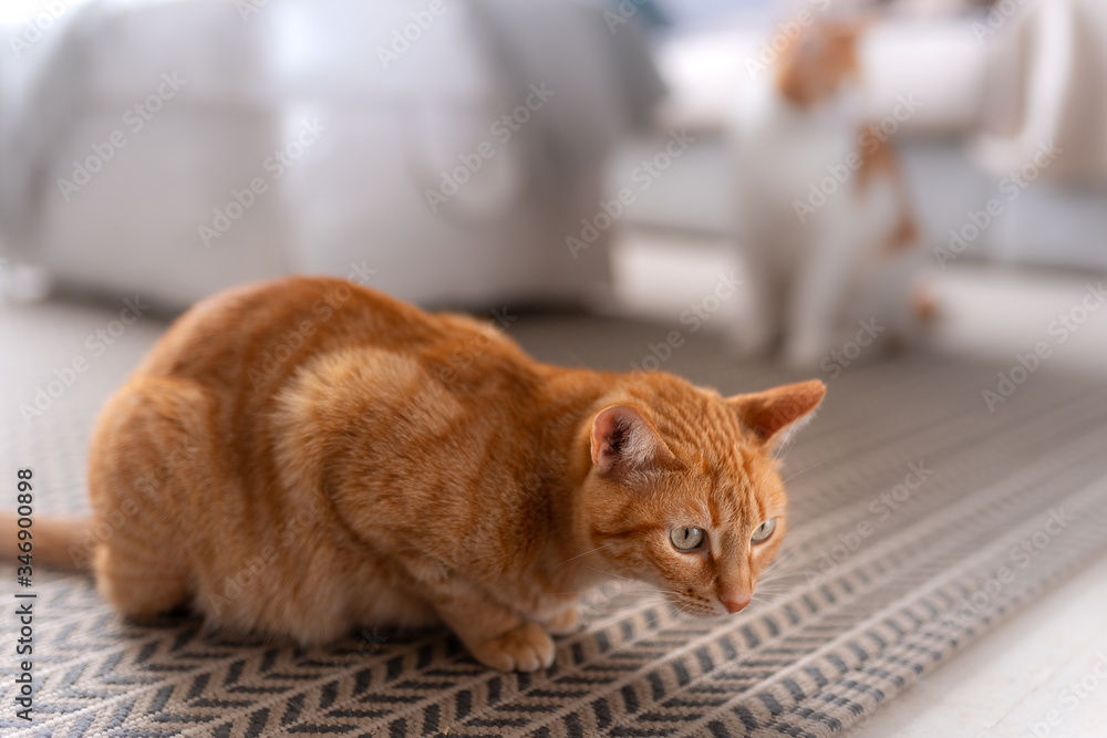 gato atigrado de color marron agachado encima de la alfombra, se prepara  para atacar Stock Photo | Adobe Stock