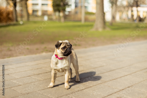 Fototapeta Naklejka Na Ścianę i Meble -  Pug dog - dog girl - with pink collar in the park. Happy puppy having rest. Dog enjoying nature. Cute portrait of a puppy pug. Puppy pug outdoors. Pug play in the park.