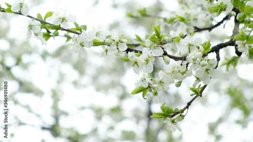 Beautiful Plum flower blossom in spring, close up Beautiful Plum flower blossom in spring, close up