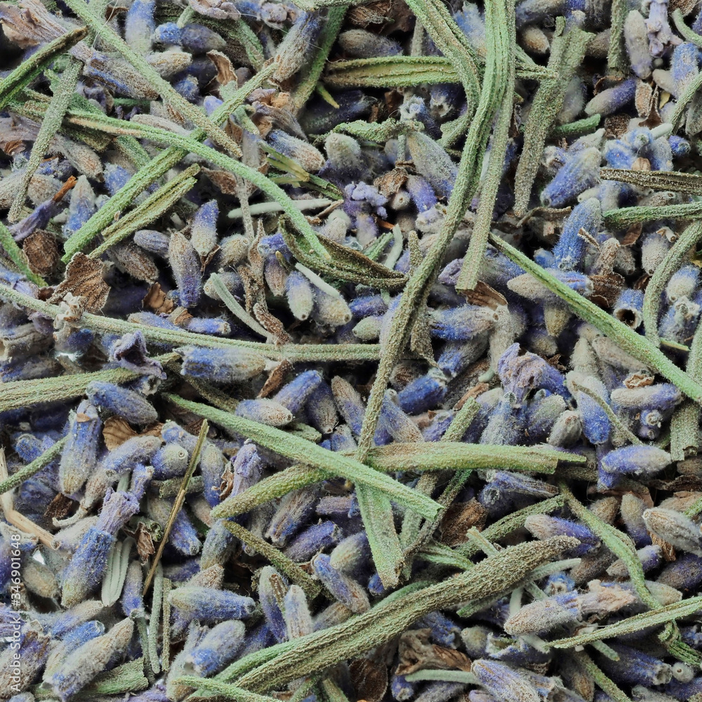 dried lavender flowers and leaves. closeup