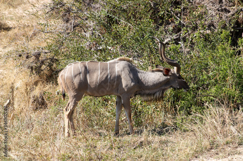 Kudu bull in the wild