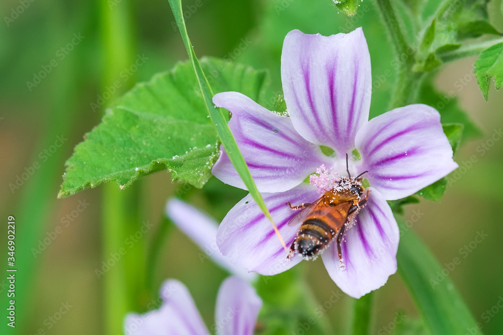 A bee pollinates a flower and collects honey A bee pollinates a flower and collects honey