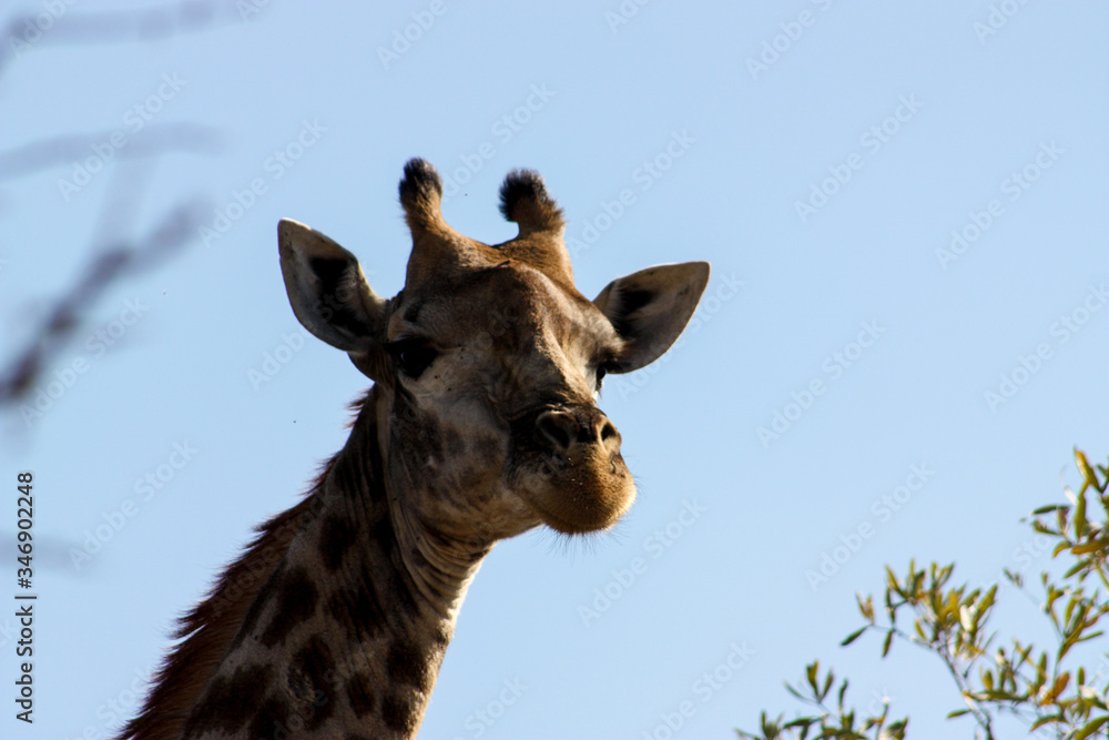 Close up of giraffe in the wild