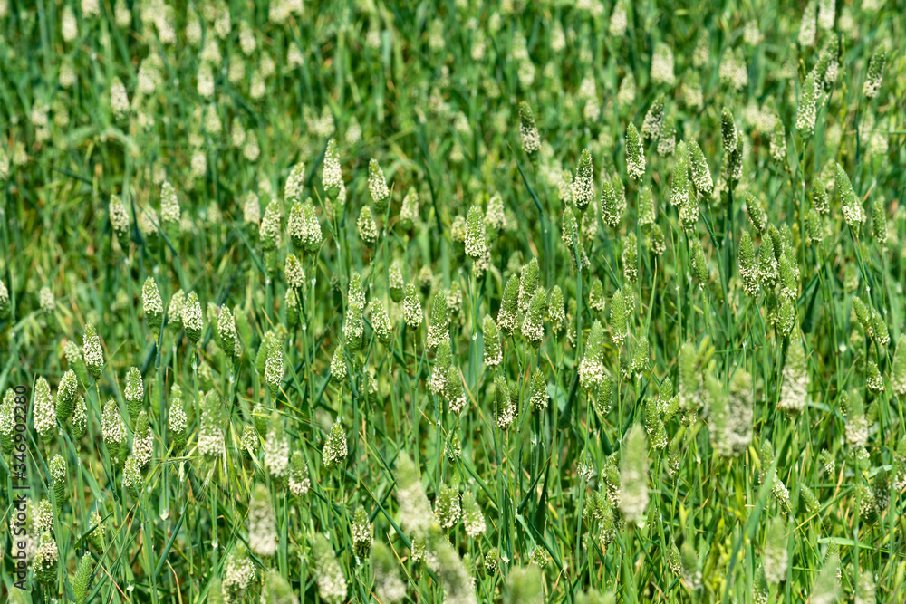 Fruits and seeds of green grass Fruits and seeds of green grass