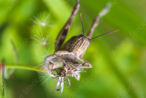 Locust pest on green plant