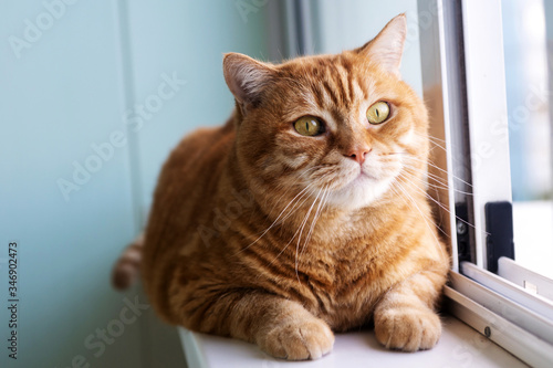 Wallpaper Mural a fat red cat with yellow eyes is lying on the window Torontodigital.ca