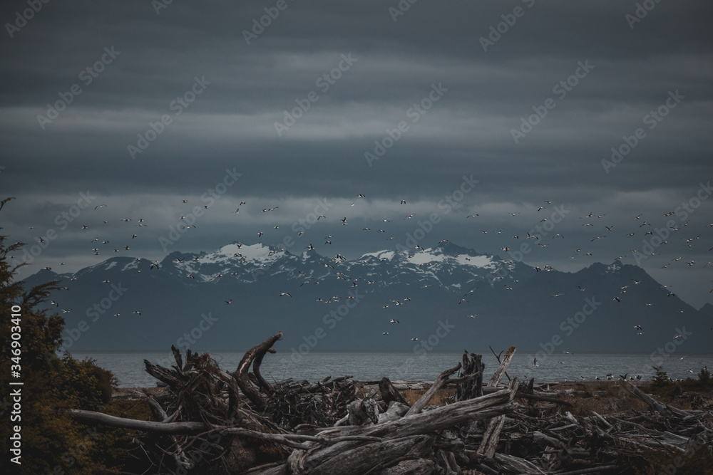 misty morning in the mountains with dead trees and birds seagulls fly