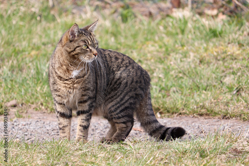 Cat standing on a path in a meadow and looking to the right