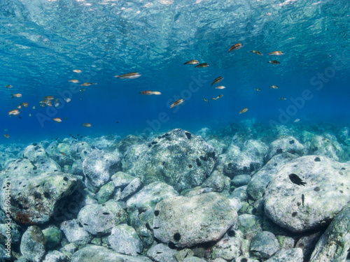 Typical rocky bottom of the Mediterranean Sea with warm and crystalline waters.