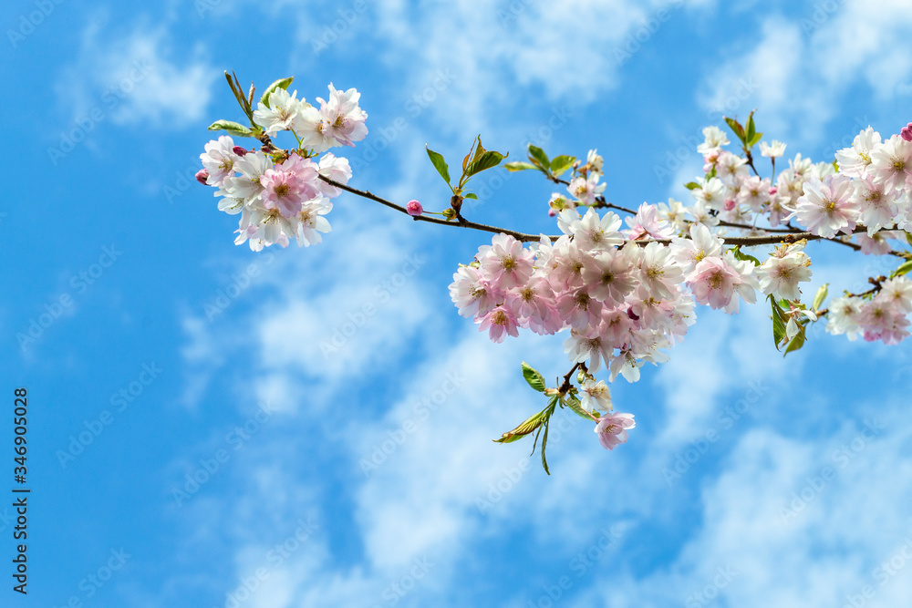 A branch of blossoming sakura. Blue sky with white clouds . Delicate pink flowers bloom outdoor. Beautiful spring background on a sunny weather day A branch of blossoming sakura. Blue sky with white clouds . Delicate pink flowers bloom outdoor. Beautiful spring background on a sunny weather day