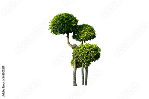 Isolated Streblus asper  Siamese rough bush  or tooth brush tree with clipping paths.