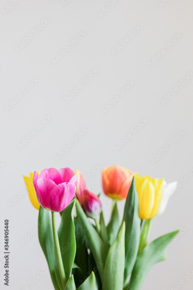 Beautiful multicolored tulips in a vase on white background Beautiful multicolored tulips in a vase on white background