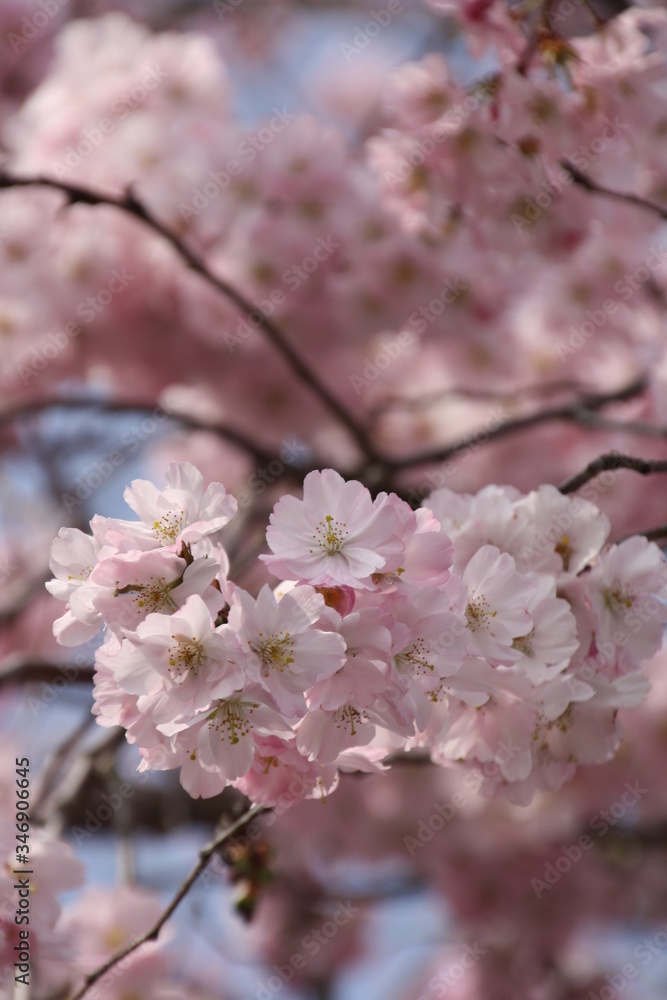 Fototapeta premium Blüte