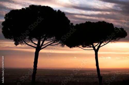 Alberi in controluce durante il tramonto