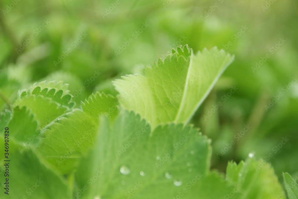 beautiful green blurred background of summer grass after rain with dewdrops, water on leaflets, concept natural, ecology beautiful green blurred background of summer grass after rain with dewdrops, water on leaflets, concept natural, ecology